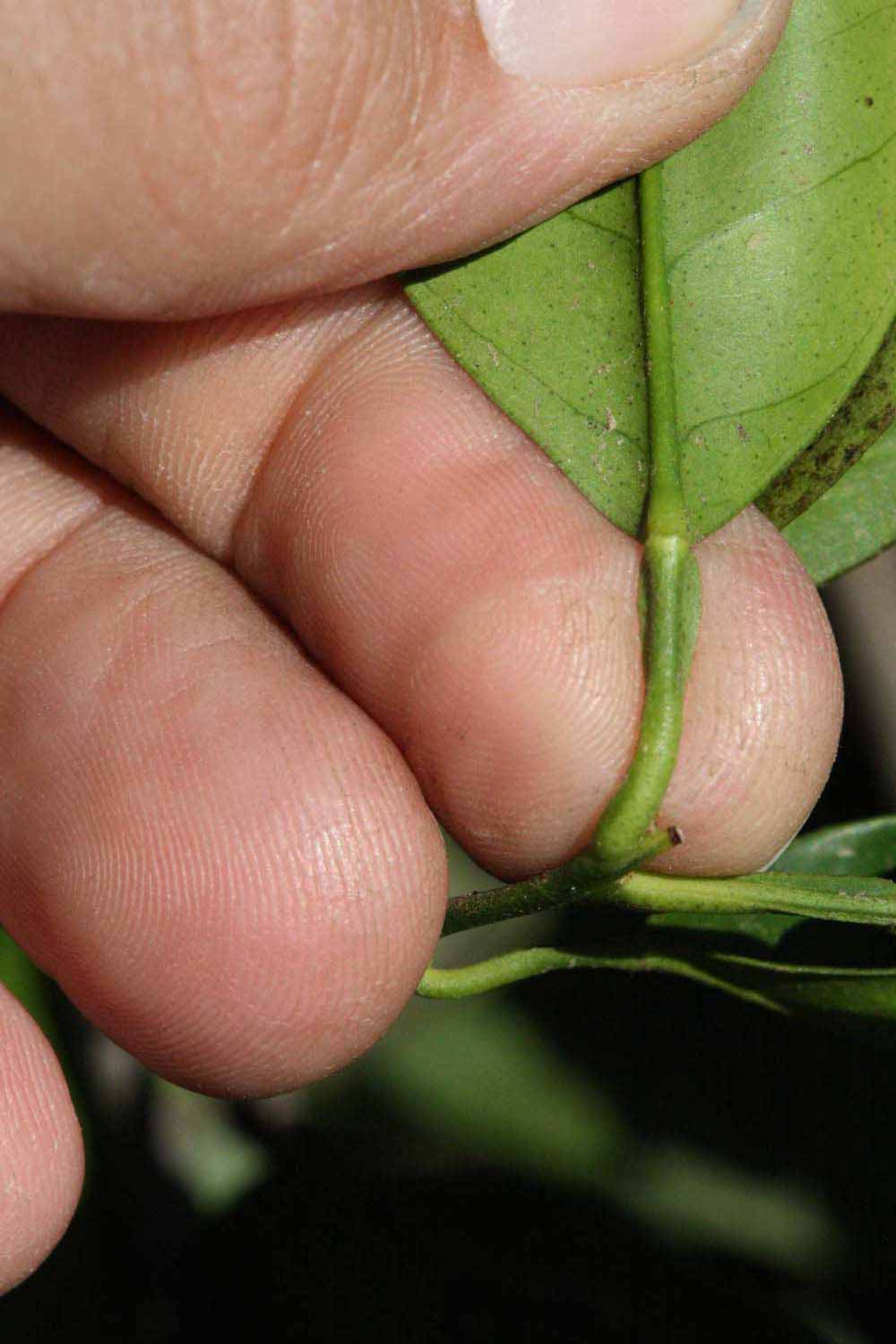              Petiole (Riverside, CA)       